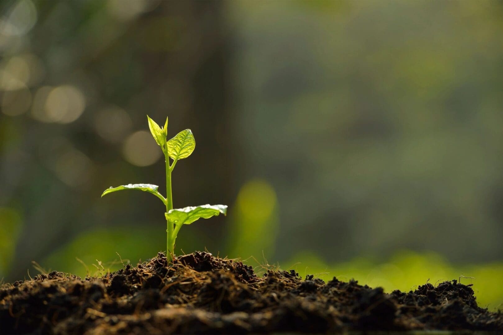 A small green plant sprouting from rich soil.